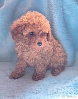 Pudl toy , pudlík, poodle toy s pp - 3