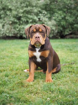 Staroanglický buldok/Old English Bulldog (OEB) - 3