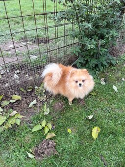 Pomeranian s PP - 3