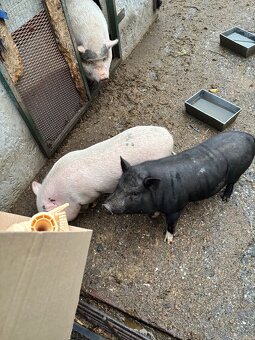 Göttingenské miniprasátko - 3