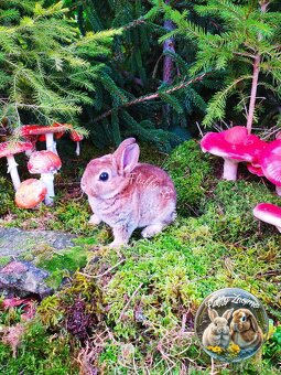 Zakrslí králíčci ze Znojma - 3