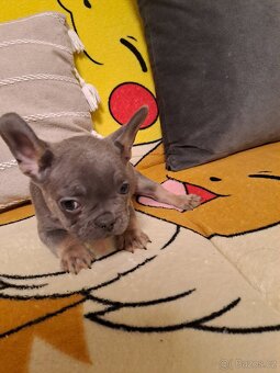 Francouzský buldoček - 3