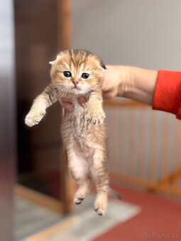 Skotská klapouchá koťata - 3