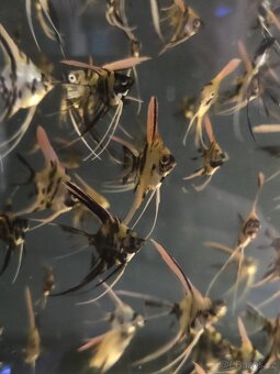 Skalár - platinum marble long fin - 3