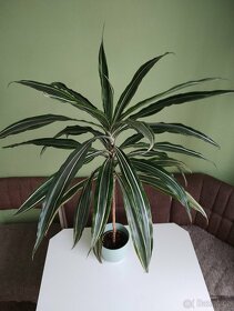 Dračinec - dracaena - 3