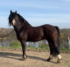 Welsh pony of cob type - připouštění - 3