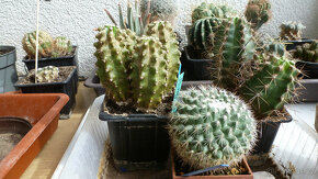 kaktusy i mrazuvzdorné - 3