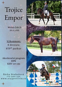 Připouštění plemenným hřebcem Welsh cob D - 3