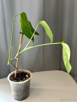 Monstera Aurea - 3