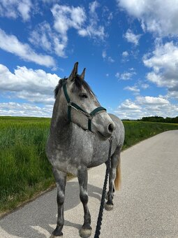 Valach 144 cm, 4 roky - 3