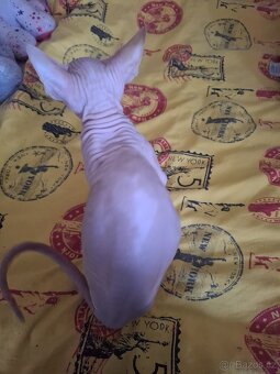 Koťatka sphynx - 3