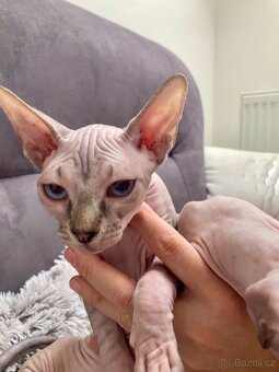 Kanadský sphynx bez pp - 3