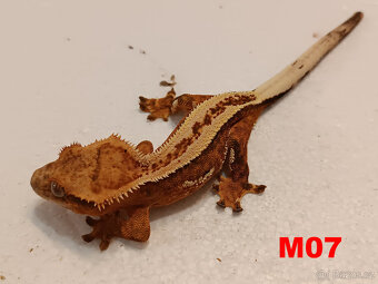 Pagekon řásnatý  Samci a Samice - 3