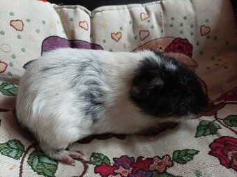 Morčátka krátkosrstá - dalmatýni - 3