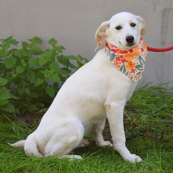 Caskaya hledá domov - 3