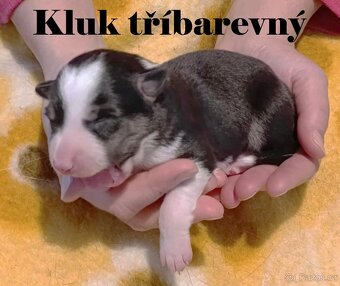 Border kolie - štěňátka s PP - 3