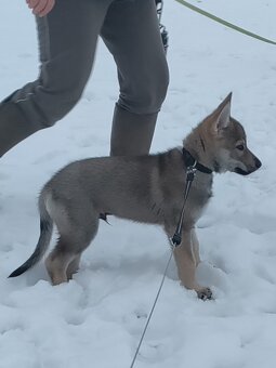 Československý vlčák - štěně s PP - 3