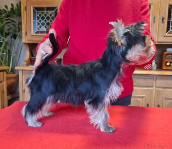 Yorkshire terrier s PP - 3