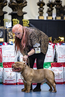 American bully pocket - krytí - 3
