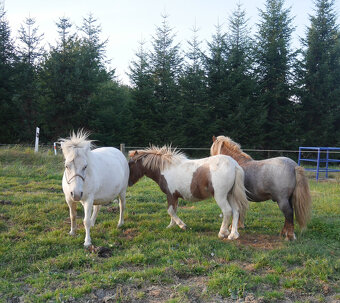 Pony - 3
