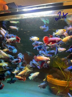 Betta - bojovnice - 3
