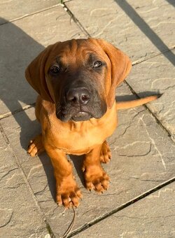 Tosa inu - krásný, mazlivý pejsek ihned k odběru - 3