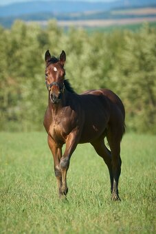 Hřebeček 75%APH - 3