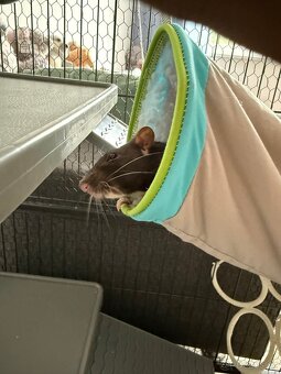 Laboratorní potkan a klec - 3