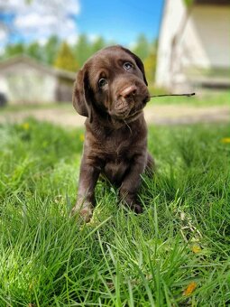 Štěňata labradora s PP - 3