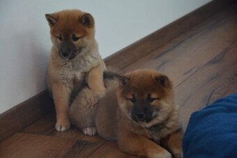 Shiba inu s průkazem původu - 3