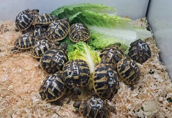 Suchozemské želvy zelenavé - 3