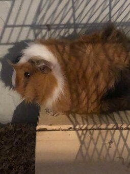 Prodej dvou mladých morčat - 3