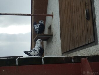 Prodám holuby king - 3