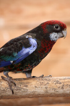 Rosela pestrá černá opalinová - 3