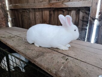 Králík Vídeňský bílý a modrošedý - 3