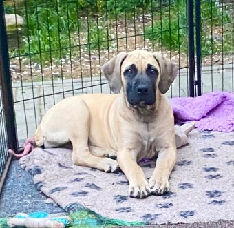 Boerboel štěně - fena FCI pp - 3
