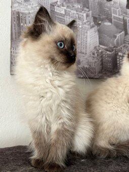Ragdoll koťátka - 3