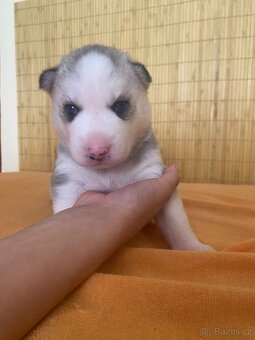 Čistokrevní HUSKY bez PP - 3