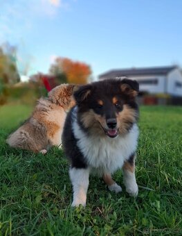 Kolie dlouhosrstá - 3