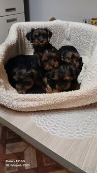 Štěňátka Jorkširsky teriér - 3