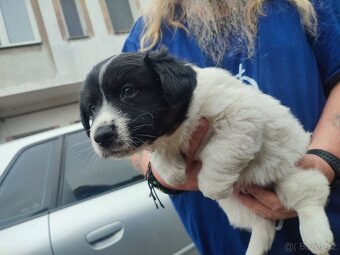 Daruji štěňata křížence - 3