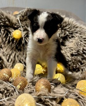 Border Kolie s PP - 3