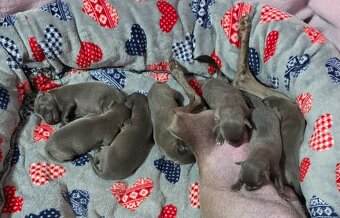 ITALSKÝ CHRTÍK - 3