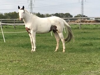 Prodám APH kobylu - 3