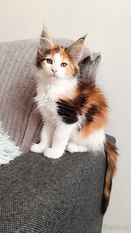 Mainská mývalí s PP - 3