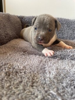 American Bully x Staford - 3