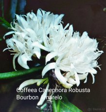 Cofeea Canephora Robusta, rostlina 200 Kč - 3