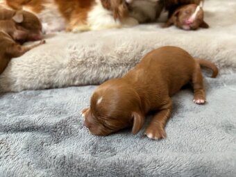Cavapoo - 3
