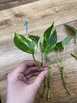 Epipremnum aureum (pothos) - zakořeněné řízky - 3