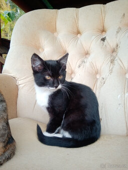 daruji dvě koťata - 3